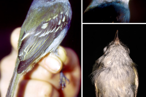 Olalla's Elaenia