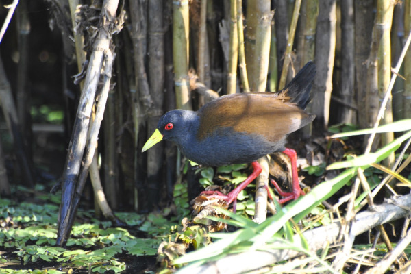 Olivaceous Crake