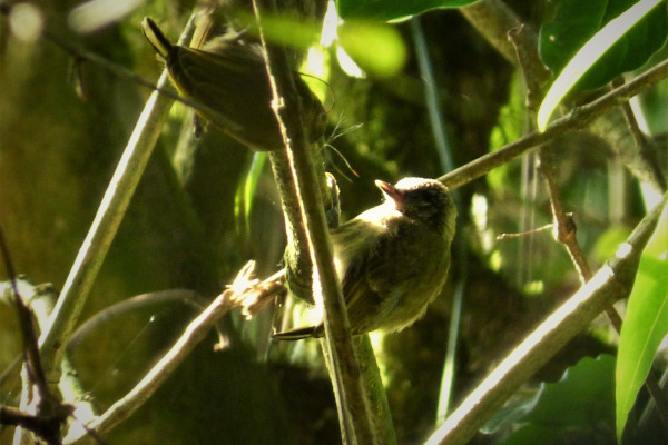 Olivaceous Piculet