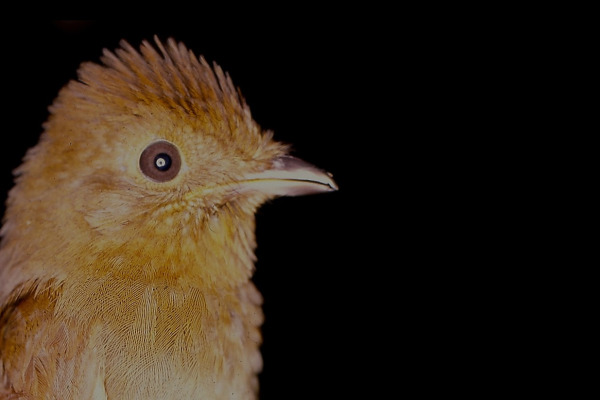 Olivaceous Schiffornis