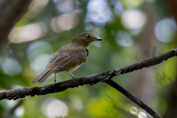 Olivaceous Schiffornis