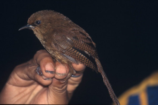 Olivaceous Thornbill
