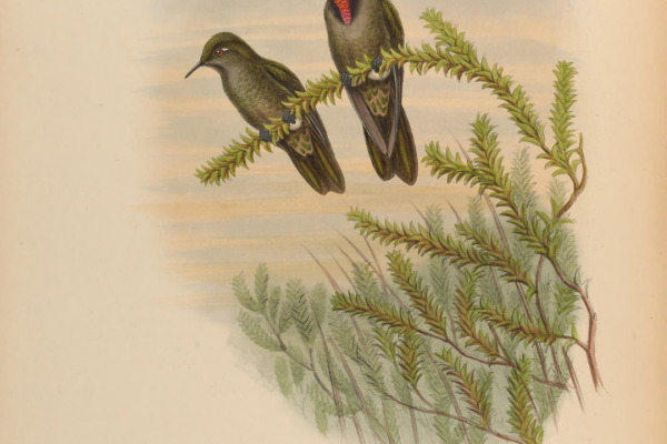 Olivaceous Thornbill