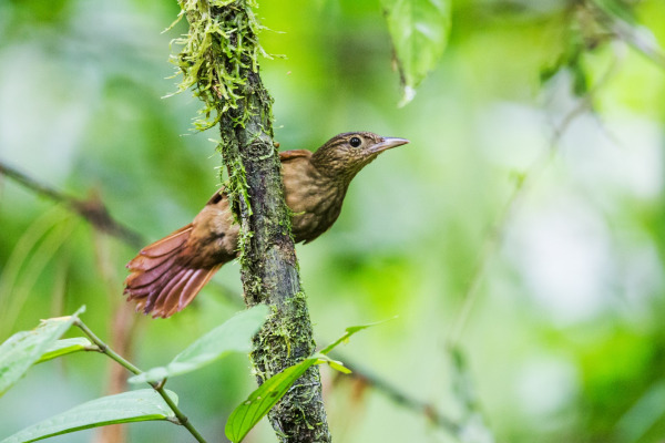 Olivaceous Woodcreeper