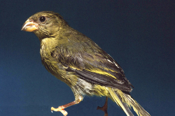 Olive-backed Euphonia