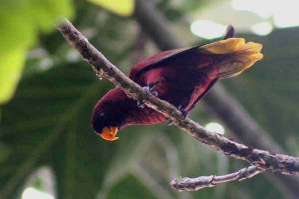 Olive-backed or Red-flanked Lorikeet