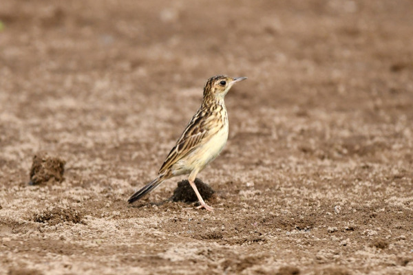 Olive-backed Pipit