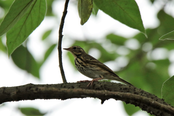 Olive-backed Pipit