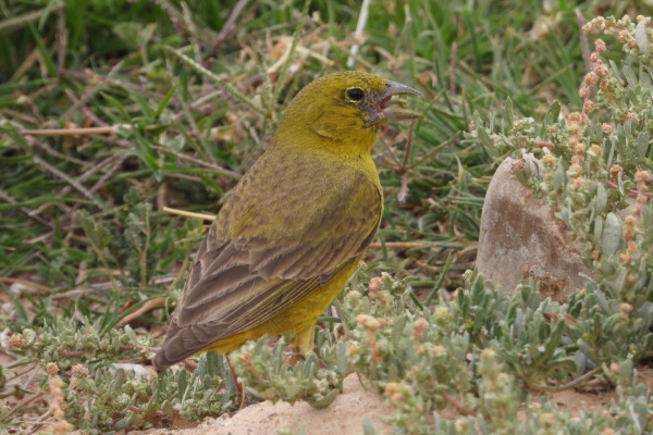 Olive-backed Siskin