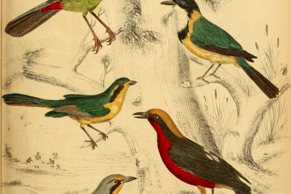 Olive Bushshrike