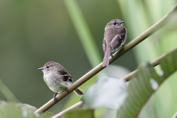 Olive-chested Flycatcher