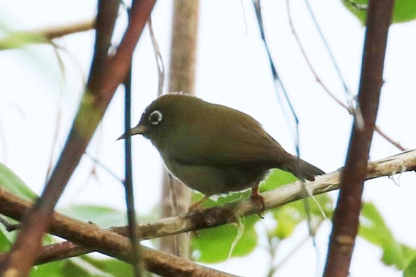 Olive-colored White-eye
