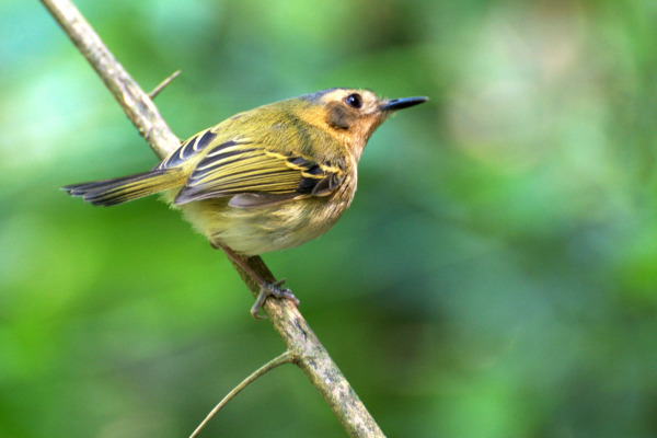 Olive-faced Flatbill