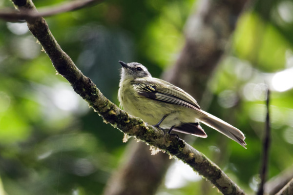 Olive-faced Tody-Flycatcher
