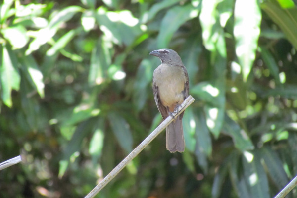 Olive Finch