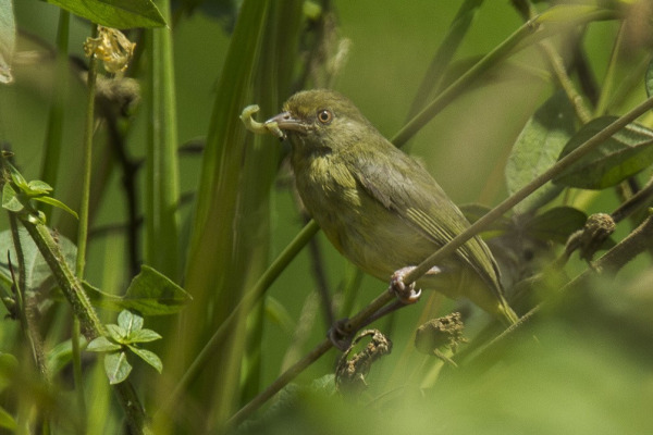 Olive-green Tanager