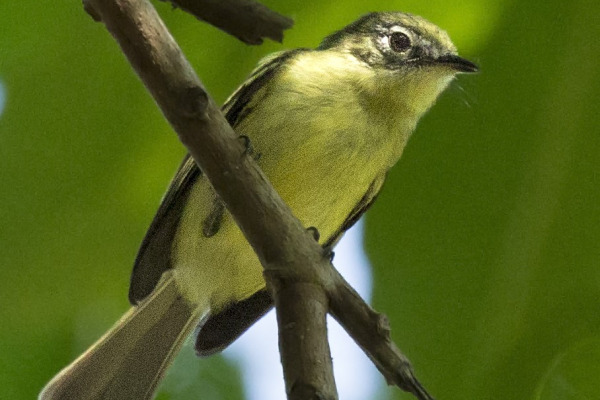 Olive-green Tyrannulet
