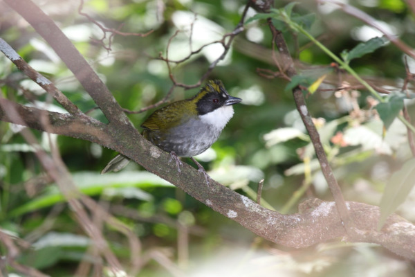 Olive-headed Brush Finch