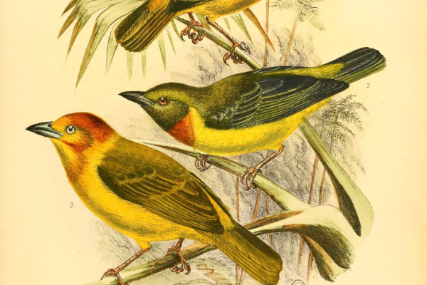 Olive-headed Weaver