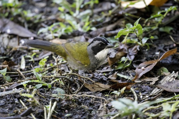 Olive Sparrow