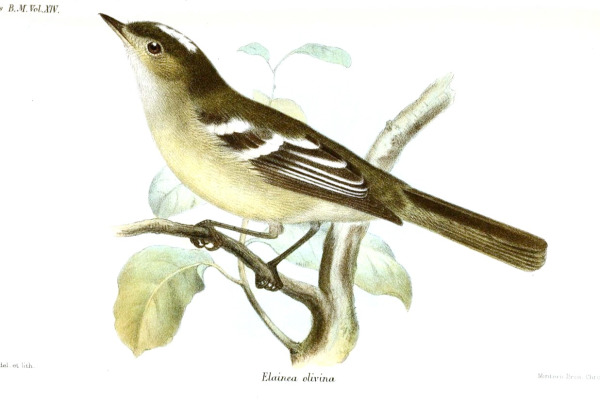Olive-striped Flycatcher