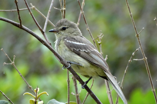 Olive-striped Flycatcher