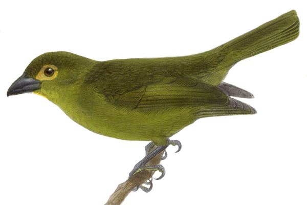 Olive Tanager