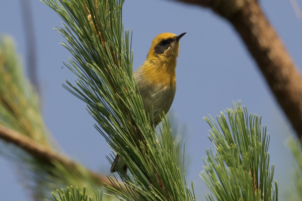 Olive Warbler