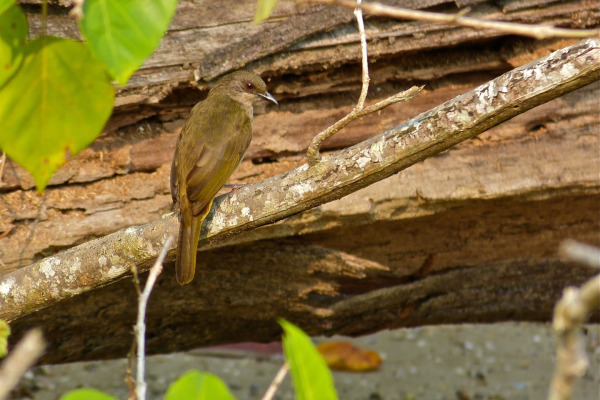 Olive-winged Bulbul