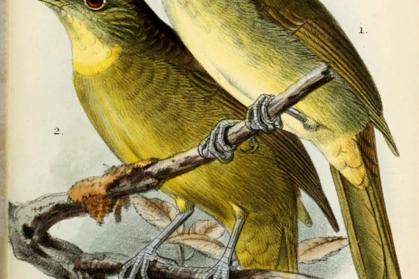Olive-winged Bulbul