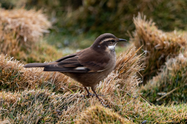 Olrog's Cinclodes