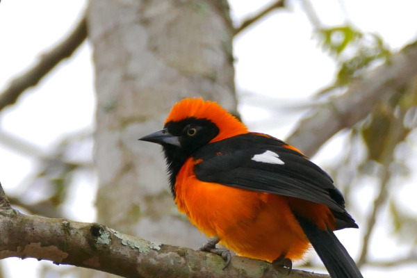 Orange-backed Troupial