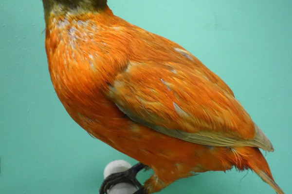 Orange-bellied Fruit Dove
