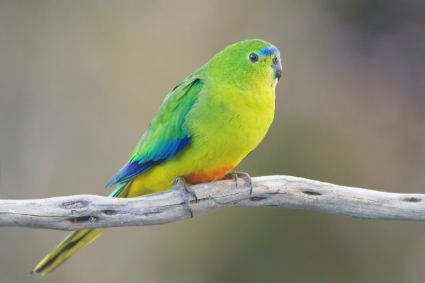 Orange-bellied Parrot