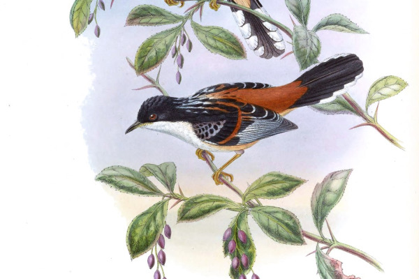 Orange-breasted Bushshrike