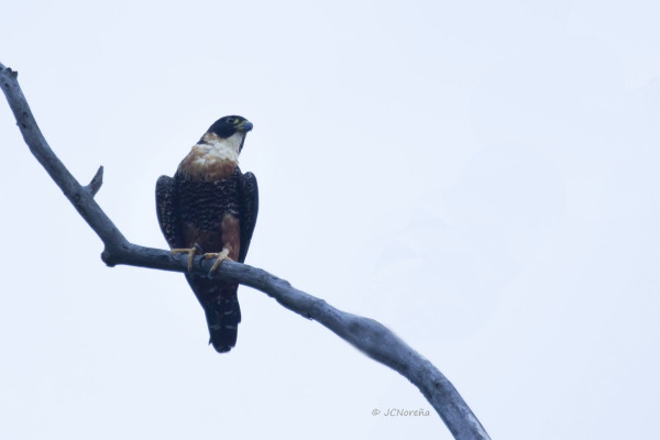 Orange-breasted Falcon