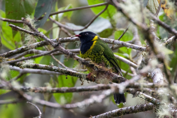 Orange-breasted Fruiteater