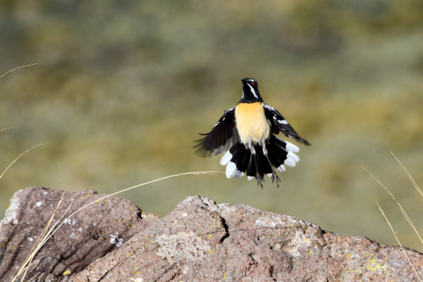 Orange-breasted Rockjumper