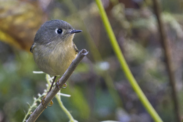 Orange-breasted Sunbird