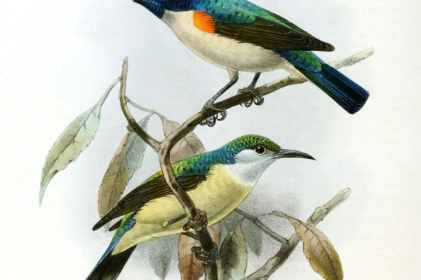 Orange-breasted Sunbird