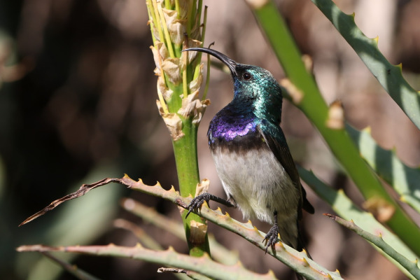 Orange-breasted Sunbird