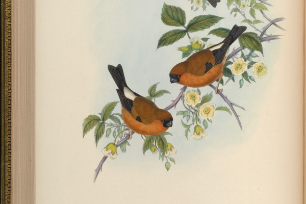 Orange Bullfinch
