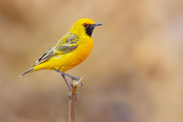 Orange Chat