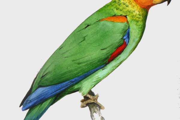 Orange-cheeked Parrot