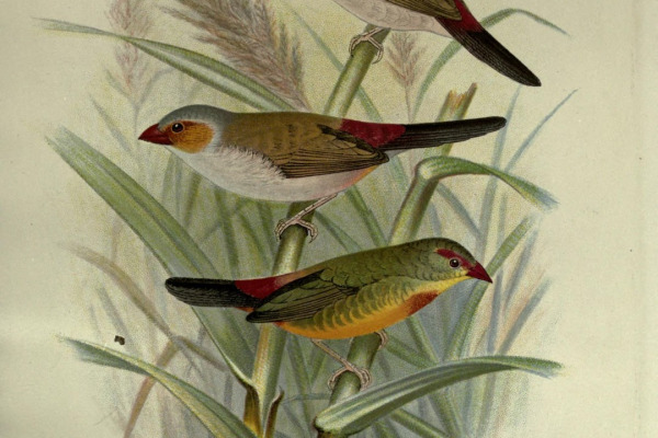 Orange-cheeked Waxbill