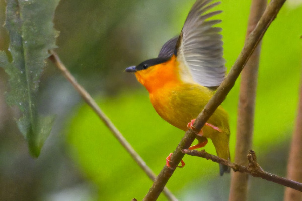 Orange-collared Manakin
