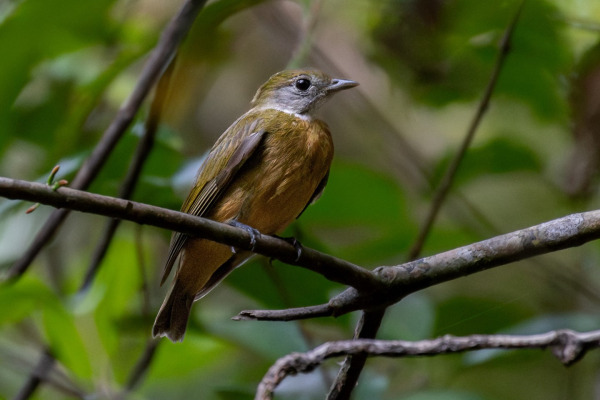 Orange-crested Manakin