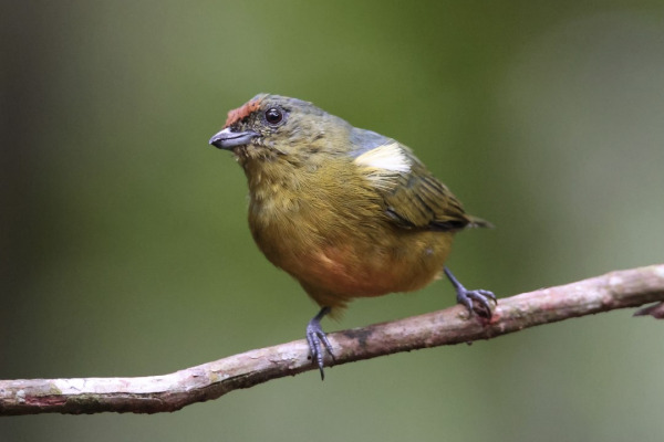 Orange-crowned Euphonia