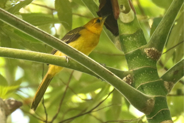 Orange-crowned Oriole