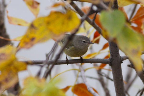 Orange-crowned Warbler